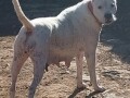 dogo-argentino-stenci-small-4