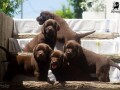 labrador-retriver-stenci-cokoladni-small-0