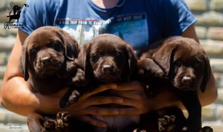 labrador-retriver-stenci-cokoladni-big-2