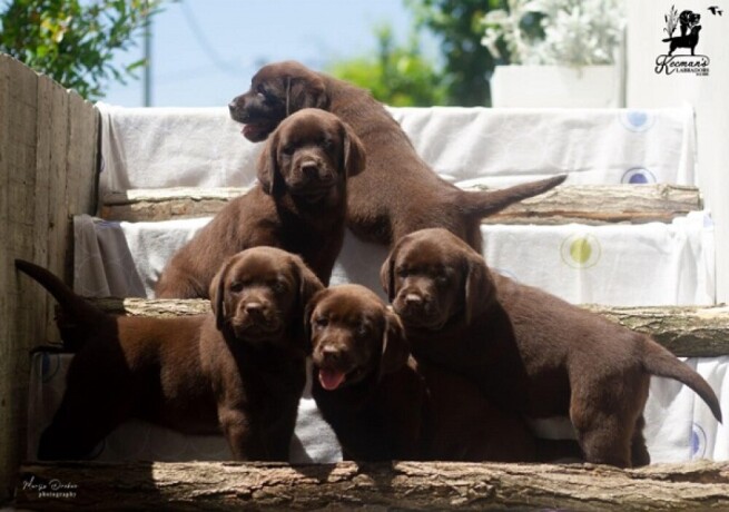 labrador-retriver-stenci-cokoladni-big-0