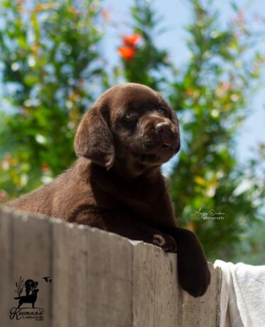 labrador-retriver-stenci-cokoladni-big-1