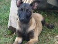 stenad-malinoe-small-2