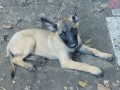 stenad-malinoe-small-1