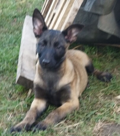 stenad-malinoe-big-2