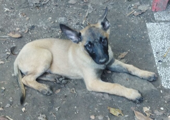 stenad-malinoe-big-1