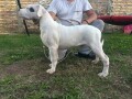 stenci-dogo-argentino-small-1