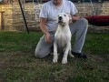 stenci-dogo-argentino-small-0