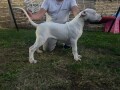 stenci-dogo-argentino-small-3