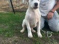 stenci-dogo-argentino-small-4