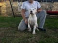 stenci-dogo-argentino-small-2