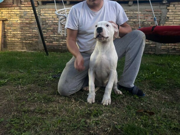 stenci-dogo-argentino-big-0