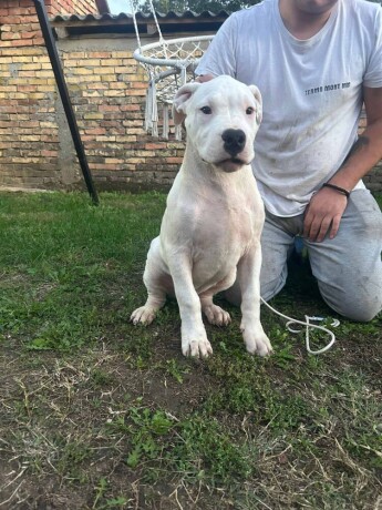 stenci-dogo-argentino-big-4