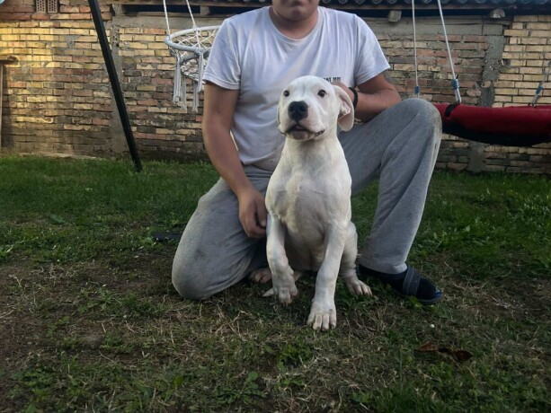 stenci-dogo-argentino-big-2