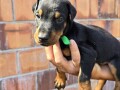 doberman-stenci-small-2