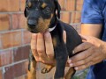 doberman-stenci-small-1