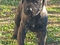 presa-canario-prelepi-stenci-small-2