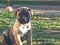 presa-canario-prelepi-stenci-small-1