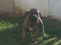 presa-canario-prelepi-stenci-small-3