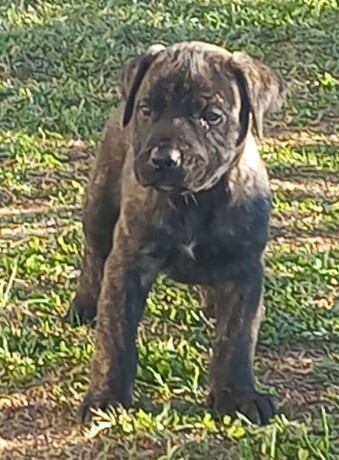 presa-canario-prelepi-stenci-big-2