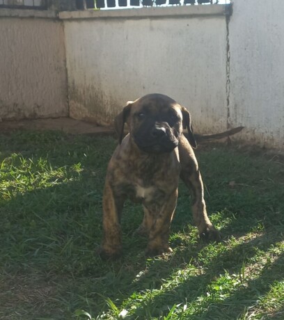 presa-canario-prelepi-stenci-big-3