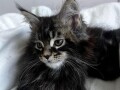 maine-coon-macici-small-2