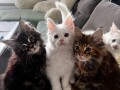 maine-coon-macici-small-4