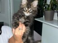 maine-coon-macici-small-3