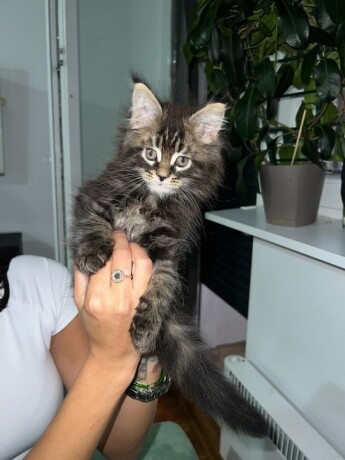 maine-coon-macici-big-3