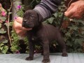 cane-corso-top-stenad-small-3