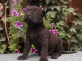 cane-corso-top-stenad-small-1