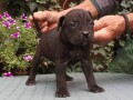 cane-corso-top-stenad-small-0