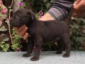 cane-corso-top-stenad-small-2