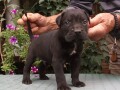 cane-corso-top-stenad-small-4