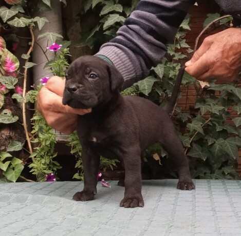 cane-corso-top-stenad-big-3