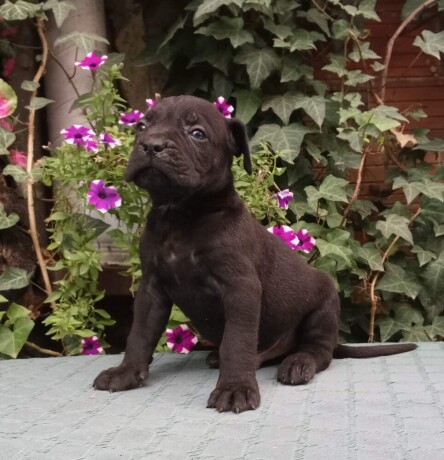 cane-corso-top-stenad-big-1