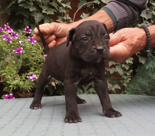 cane-corso-top-stenad-big-0