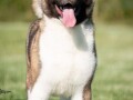 americka-akita-small-3