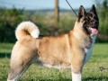 americka-akita-small-0