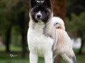 americka-akita-small-1