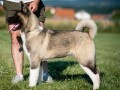 americka-akita-small-2