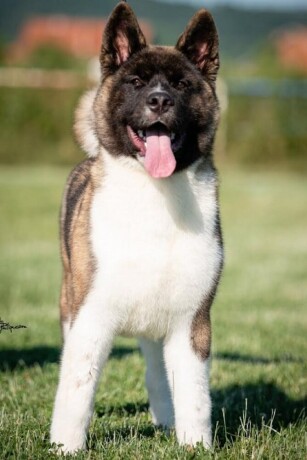 americka-akita-big-3