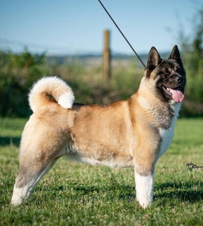 americka-akita-big-0