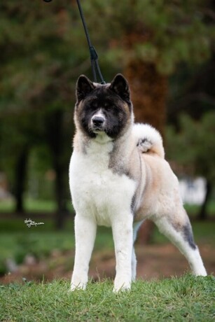 americka-akita-big-1