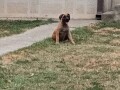 boerboel-juznoafricki-mastif-small-2