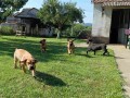 boerboel-juznoafricki-mastif-small-3