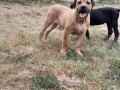 boerboel-juznoafricki-mastif-small-0