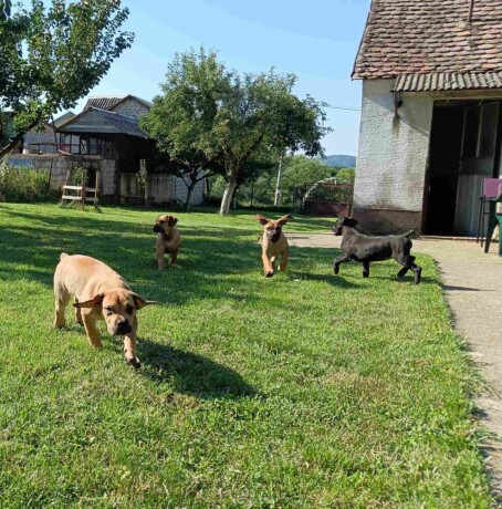 boerboel-juznoafricki-mastif-big-3