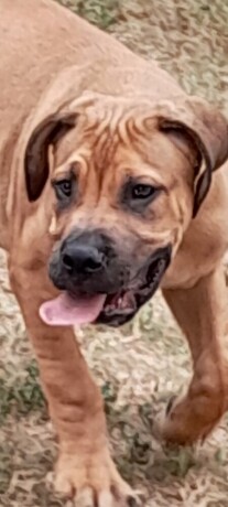 boerboel-juznoafricki-mastif-big-4