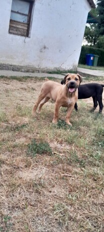 boerboel-juznoafricki-mastif-big-0