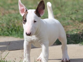 Mini Bull Terijer prelepi štenci